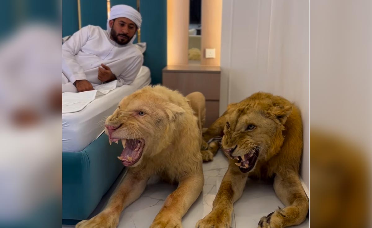 बिस्तर के बगल में बैठे थे दो शेर, शख्स की इस हरकत से खूंखार शिकारियों को आ गया गुस्सा और फिर..