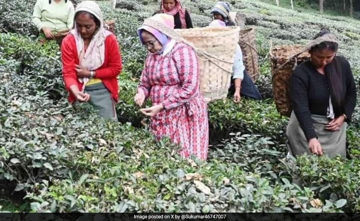 Mamata Banerjee Plucks Tea Leaves In Bengal, Dances With Garden Workers - Vimarsana News
