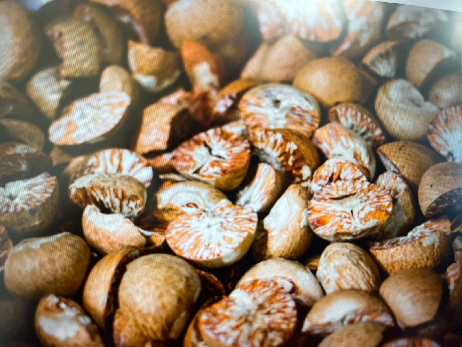 Health News : सुपारी चबाने से पहले जान लें ये बात, हो सकती हैं खतरनाक बीमारियां