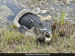 मगरमच्छ ने विशाल अजगर को चबा-चबाकर किया बुरा हाल, फिर जबड़े में भरकर जो किया, देख खड़े हो जाएंगे रोंगटे मगरमच्छ ने विशाल अजगर को चबा-चबाकर किया बुरा हाल, फिर जबड़े में भरकर जो किया, देख खड़े हो जाएंगे रोंगटे