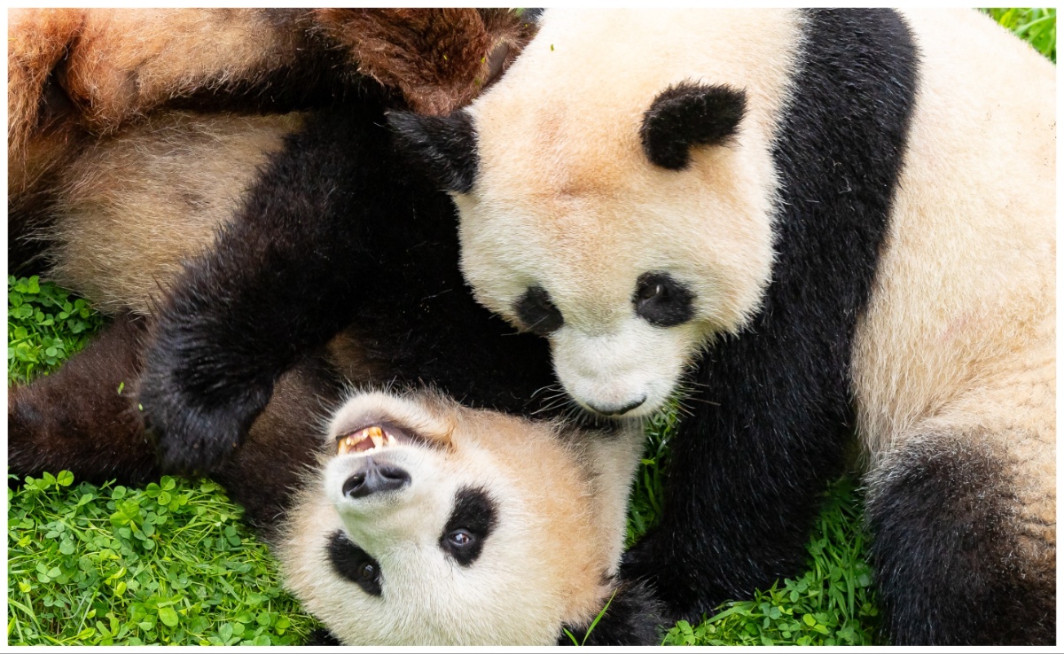 ''Time To Say Goodbye'': First Giant Pandas Born In Germany Return To China. See Pics