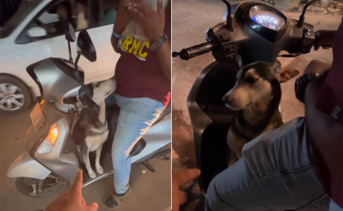 किसी भी टूरिस्ट की मोटरसाइकिल या स्कूटर पर बैठकर गोवा घूमने निकल जाता है ये कुत्ता, दिल छू लेगी कहानी