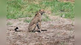 2 Male Cheetahs Released Into Madhya Pradesh's Kuno National Park
