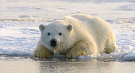 Polar Bears At Risk Of Starvation Due To Longer Ice-Free Arctic Periods