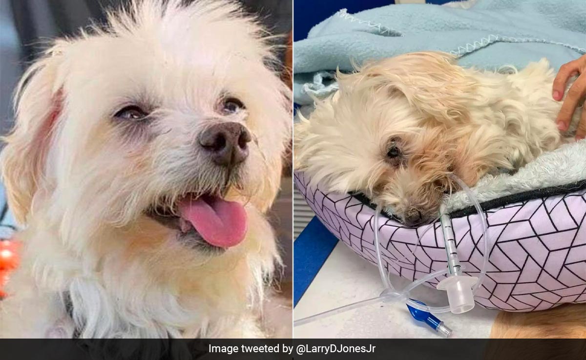 Australian Woman Sentenced To Jail for Tossing Dog Off Parking Garage Roof