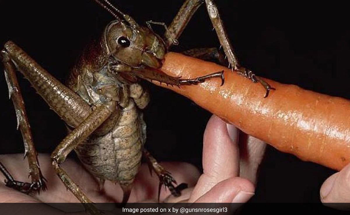 ये है दुनिया का सबसे भारी कीड़ा, चूहे से तीन गुना ज्यादा होता है इसका वजन, देखकर डर जाएंगे आप