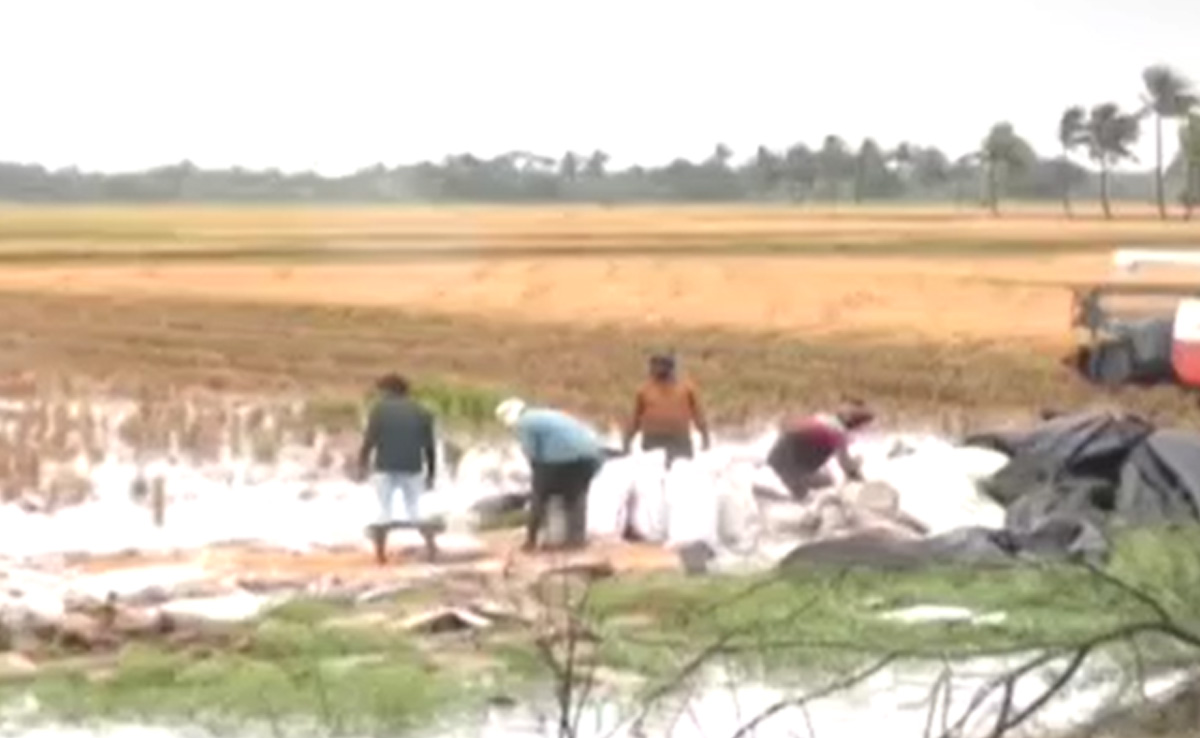 Cyclone Ground Report: Andhra Farmers Face Tough Challenge Of Saving Crops