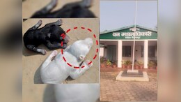 कोरिया में मिला बर्फीले भालू का शावक, वन विभाग ने रेस्क्यू करके भेजा जंगल सफारी&nbsp;
