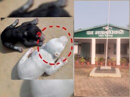 कोरिया में मिला बर्फीले भालू का शावक, वन विभाग ने रेस्क्यू करके भेजा जंगल सफारी 