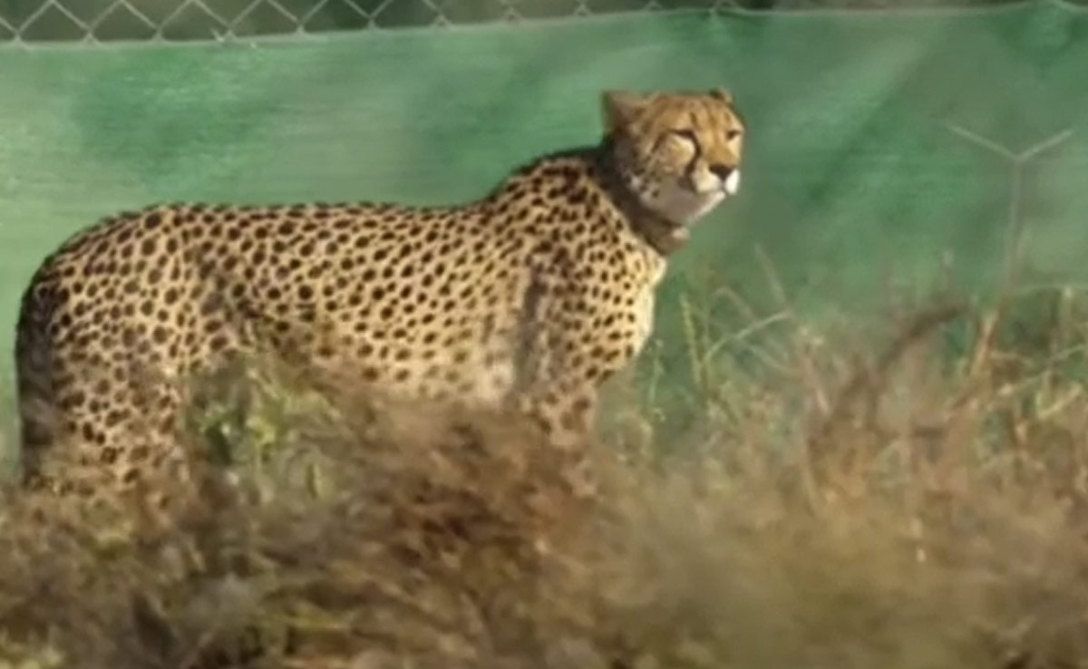 नए साल पर कुनो पार्क घूमने वालों के लिए गुड न्यूज, 15 महीने बाद खुला टिकटोली मेन गेट