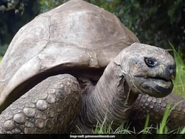 Jonathan The Tortoise, World's Oldest Living Land Animal, Turns 191 Jonathan The Tortoise, World's Oldest Living Land Animal, Turns 191