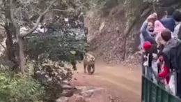 Watch: Chaos Erupts Among Tourists As Tiger Spotted During Safari