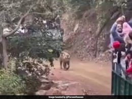 Watch: Chaos Erupts Among Tourists As Tiger Spotted During Safari