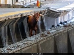 रेलवे ट्रैक पर सांड ने मचाया आतंक, अमेरिका के न्यू जर्सी से न्यूयॉर्क के बीच बंद करनी पड़ी ट्रेन सेवा रेलवे ट्रैक पर सांड ने मचाया आतंक, अमेरिका के न्यू जर्सी से न्यूयॉर्क के बीच बंद करनी पड़ी ट्रेन सेवा