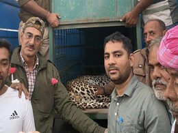 शिकार की तलाश में खेत में घुसा पैंथर, तारबंदी में फंसा; कड़ी मशक्कत से वन विभाग की टीम ने किया रेस्क्यू शिकार की तलाश में खेत में घुसा पैंथर, तारबंदी में फंसा; कड़ी मशक्कत से वन विभाग की टीम ने किया रेस्क्यू