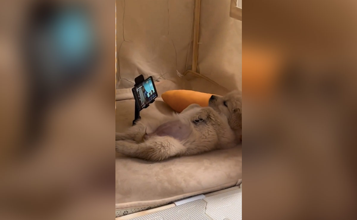 बेड के अंदर सोकर मज़े से मोबाइल देख रहा था कुत्ता, वीडियो देख आप भी कहेंगे- ये तो डिजिटल डॉग है!