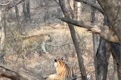 Ranthambore National Park: जब बाघिन का लेपर्ड से हुआ सामना... देखें वीडियो Ranthambore National Park: जब बाघिन का लेपर्ड से हुआ सामना... देखें वीडियो