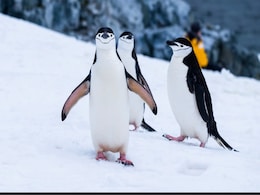 More Than 10,000 Daily Naps: How Chinstrap Penguins Adapt And Survive More Than 10,000 Daily Naps: How Chinstrap Penguins Adapt And Survive