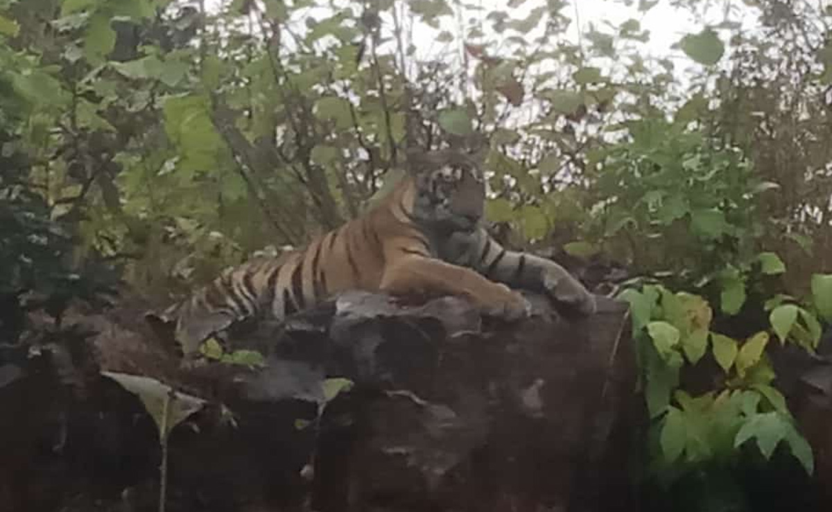 'टाइगर स्टेट' मध्यप्रदेश में ही बाघ सेफ नहीं, पन्ना में बाघिन के गले में मिला तार का फंदा