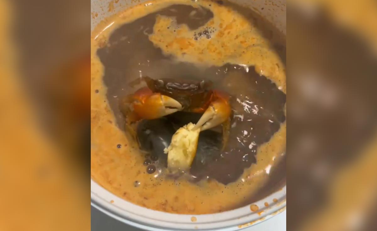 मरकर भी ज़िंदा है केकड़ा: खौलते हुए पानी में भोजन कर कर रहा है, लोग बोले- ये कैसे संभव हो सकता है?