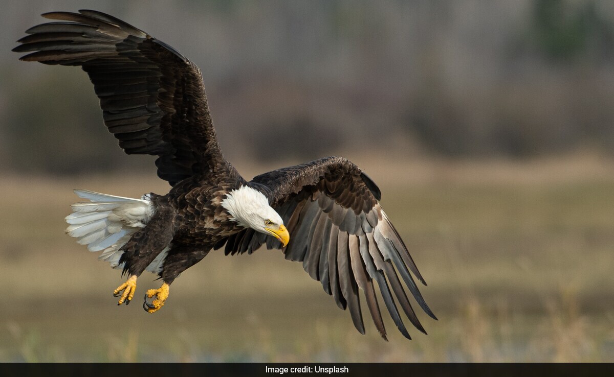 2 Men In US Charged With Killing 3,600 Birds Including Eagles - Vimarsana News