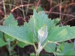 Rajasthan Weather Update: राजस्थान में सर्दी का सितम, 3.8 डिग्री तक गिरा पारा, बर्फ जैसा महसूस हो रहा टंकी का पानी