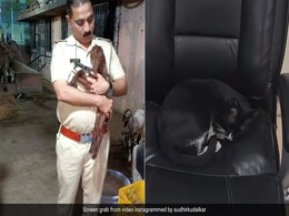 सीनियर इंस्पेक्टर की कुर्सी पर गहरी नींद में सो रही थी बिल्ली, हटाने पर कर दी ऐसी हरकत, मुंबई पुलिस ने शेयर किया Video सीनियर इंस्पेक्टर की कुर्सी पर गहरी नींद में सो रही थी बिल्ली, हटाने पर कर दी ऐसी हरकत, मुंबई पुलिस ने शेयर किया Video