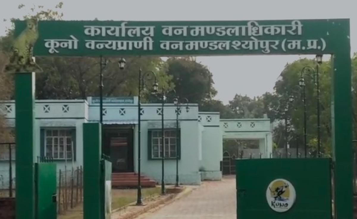 Kuno Forest Festival: 17 से शुरू होगा कूनो फॉरेस्ट फेस्टिवल, 'उत्सव' देखने देश-विदेश से आएंगे पर्यटक