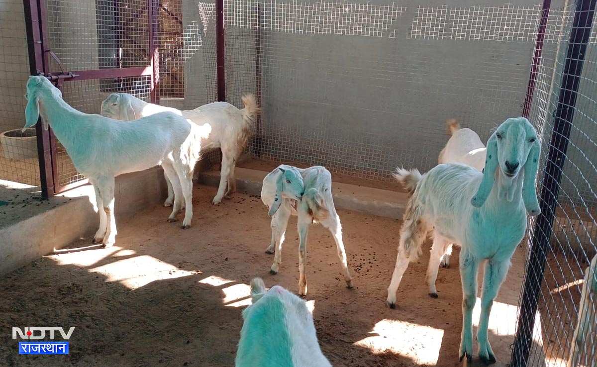 डीडवाना के मौलासर में शुरू हुआ पशुपालन प्रशिक्षण शिविर, बकरी और भेड़ पालन के नए तरीके सीखेंगे पशुपालक