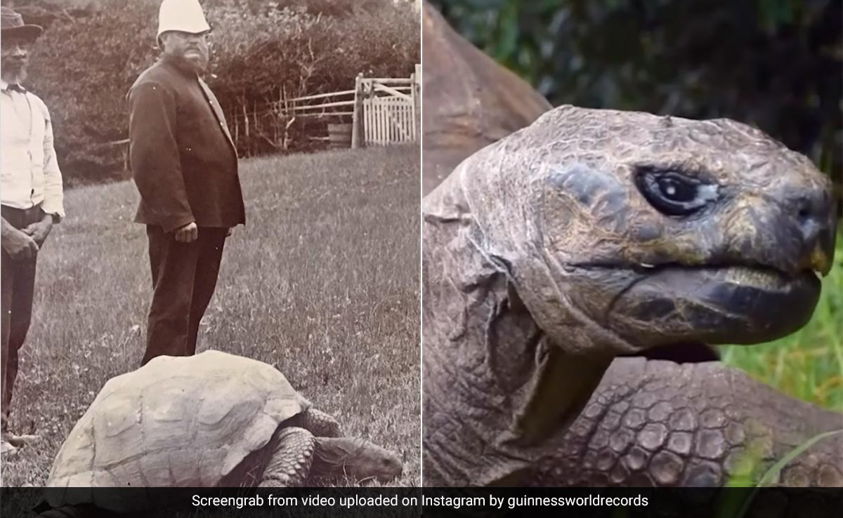 ये कछुआ है दुनिया का सबसे उम्रदराज जानवर, सही उम्र जान उड़ जाएंगे होश