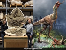 Young Tyrannosaur Feasted On 2 Baby Dinosaurs Before Dying, 75-Million-Year-Old Fossil Reveals Young Tyrannosaur Feasted On 2 Baby Dinosaurs Before Dying, 75-Million-Year-Old Fossil Reveals