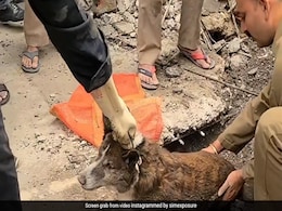तीन दिन से ड्रेन में फंसे कुत्ते को बचाने के लिए दिल्ली फायर डिपार्टमेंट ने की कड़ी मशक्कत, रेस्क्यू ऑपरेशन Video वायरल तीन दिन से ड्रेन में फंसे कुत्ते को बचाने के लिए दिल्ली फायर डिपार्टमेंट ने की कड़ी मशक्कत, रेस्क्यू ऑपरेशन Video वायरल
