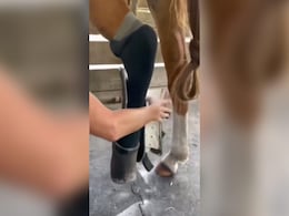 पैर खो चुके घोड़े को मालिक ने दिया ऐसा उपहार की उछल-उछल कर खुशी जताने लगा ये जानवर, वीडियो देख भर आएंगी आंखें पैर खो चुके घोड़े को मालिक ने दिया ऐसा उपहार की उछल-उछल कर खुशी जताने लगा ये जानवर, वीडियो देख भर आएंगी आंखें