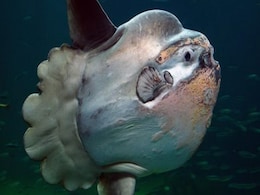 ये है दुनिया की सबसे भारी मछली, जिसका साइज देख उड़ जाएंगे होश, देखें वीडियो ये है दुनिया की सबसे भारी मछली, जिसका साइज देख उड़ जाएंगे होश, देखें वीडियो