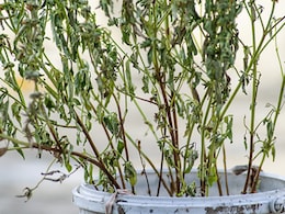 Tulsi care tips : तुलसी के पौधे की ऐसे करिए देखभाल, हमेशा रहेगा हरा-भरा, कभी नहीं मुर्झाएगा Tulsi care tips : तुलसी के पौधे की ऐसे करिए देखभाल, हमेशा रहेगा हरा-भरा, कभी नहीं मुर्झाएगा