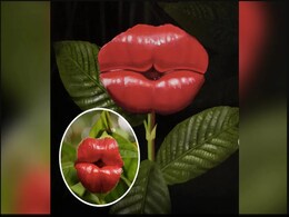 आप भी पा सकते हैं बड़े गुलाबी और नर्म होंठ, रोज करें ये 6 आसान से काम, लेकिन रहें ध्यान से! कहीं इन्हें फूल न समझ बैठें लोग आप भी पा सकते हैं बड़े गुलाबी और नर्म होंठ, रोज करें ये 6 आसान से काम, लेकिन रहें ध्यान से! कहीं इन्हें फूल न समझ बैठें लोग