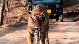 A Third Of Ranthambore's 75 Tigers Missing: Officials
