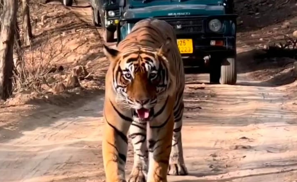 Ranthambore National Park: रणथंभौर नेशनल पार्क में फिर बढ़ेगा बाघों का कुनबा, जल्द खुशखबरी देगी बाघिन T-99 Ranthambore National Park: रणथंभौर नेशनल पार्क में फिर बढ़ेगा बाघों का कुनबा, जल्द खुशखबरी देगी बाघिन T-99