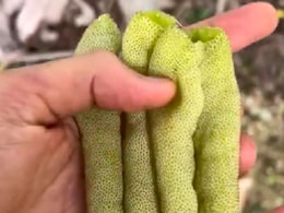 Watch The Harvest Of The Monkey Tail Fruit In This Captivating Viral Video Watch The Harvest Of The Monkey Tail Fruit In This Captivating Viral Video