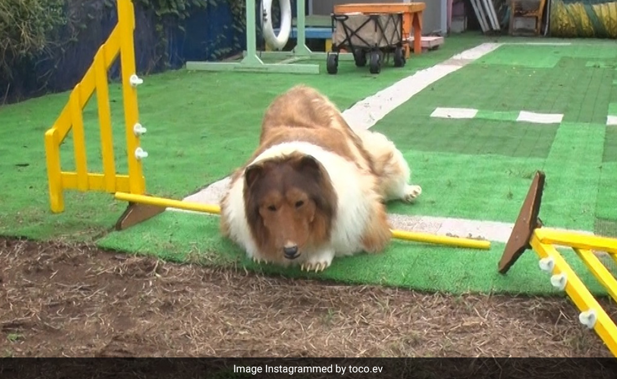 Japanese Man Who Spent Rs 12 Lakh To Transform Into Dog Fails Agility Test: "He Tried His Best"