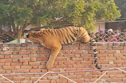Tiger Sleeping On Wall Sparks Panic In UP Village, Big Crowd Keeps Watch Tiger Sleeping On Wall Sparks Panic In UP Village, Big Crowd Keeps Watch