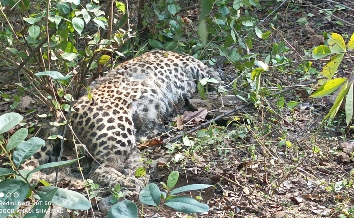 MP News : सतना के पाथर कछार जंगल में वन्यजीवों पर खतरा! फिर मिला तेंदुए का शव