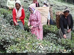 Mamata Banerjee Plucks Tea Leaves In Bengal, Dances With Garden Workers Mamata Banerjee Plucks Tea Leaves In Bengal, Dances With Garden Workers