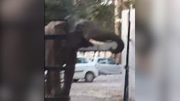 Watch: Panic At Uttarakhand Court After Wild Elephant Enters Compound