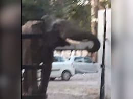 Watch: Panic At Uttarakhand Court After Wild Elephant Enters Compound