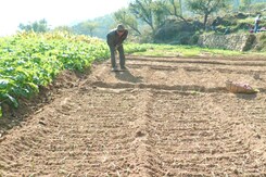 In A First, J&K Farmer Establishes Hybrid Onion Seedling Nursery In A First, J&K Farmer Establishes Hybrid Onion Seedling Nursery