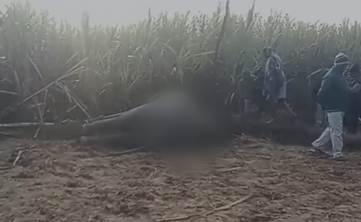 CG News: बलरामपुर में खेतों में बिछाए करंट की चपेट में आकर हाथी की मौत, जानिए क्या है पूरा मामला