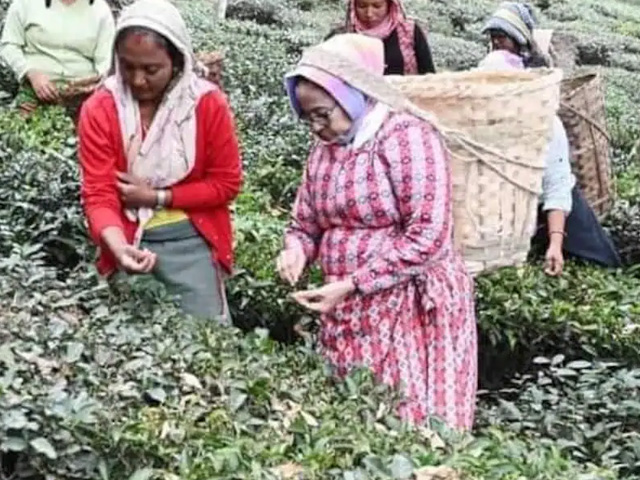 Mamata Banerjee Plucks Tea Leaves In Bengal, Dances With Garden Workers