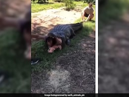 मगरमच्छ के जबड़े से ज़िंदा बाहर निकलता दिखा शख्स, Video देख उड़ जाएंगे होश, जानिए क्या है पूरा सच? मगरमच्छ के जबड़े से ज़िंदा बाहर निकलता दिखा शख्स, Video देख उड़ जाएंगे होश, जानिए क्या है पूरा सच?