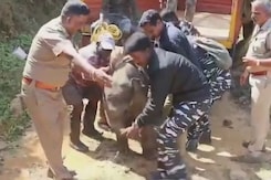 Elephant Calf Reunited With Herd In Tamil Nadu Elephant Calf Reunited With Herd In Tamil Nadu